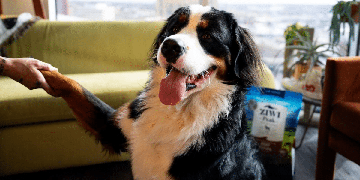 The Future of Pet Food: ZIWI Pets Unveils Steam & Dried Technology