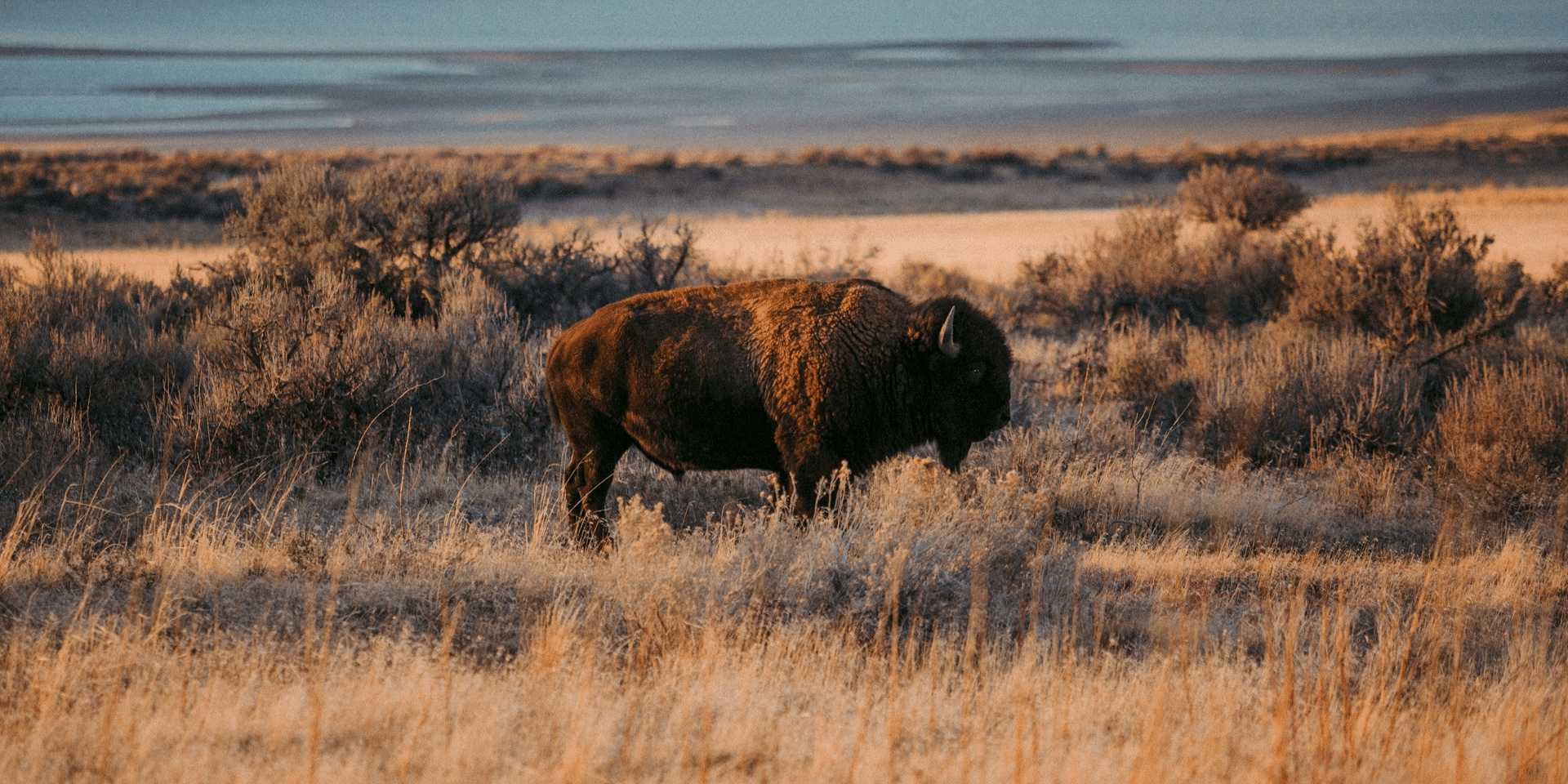 The Mighty Bison: A Comeback Story Still in Progress