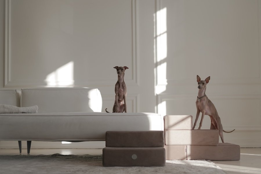 Flair.Pet Launches Marketplace to Elevate Pet Shopping