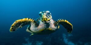 Childhood Nickname Inspires Chicago Entrepreneur to Launch Friends of Turtles Initiative