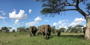 Go Beyond the Ordinary with an African Safari Across Tanzania’s Famous Parks