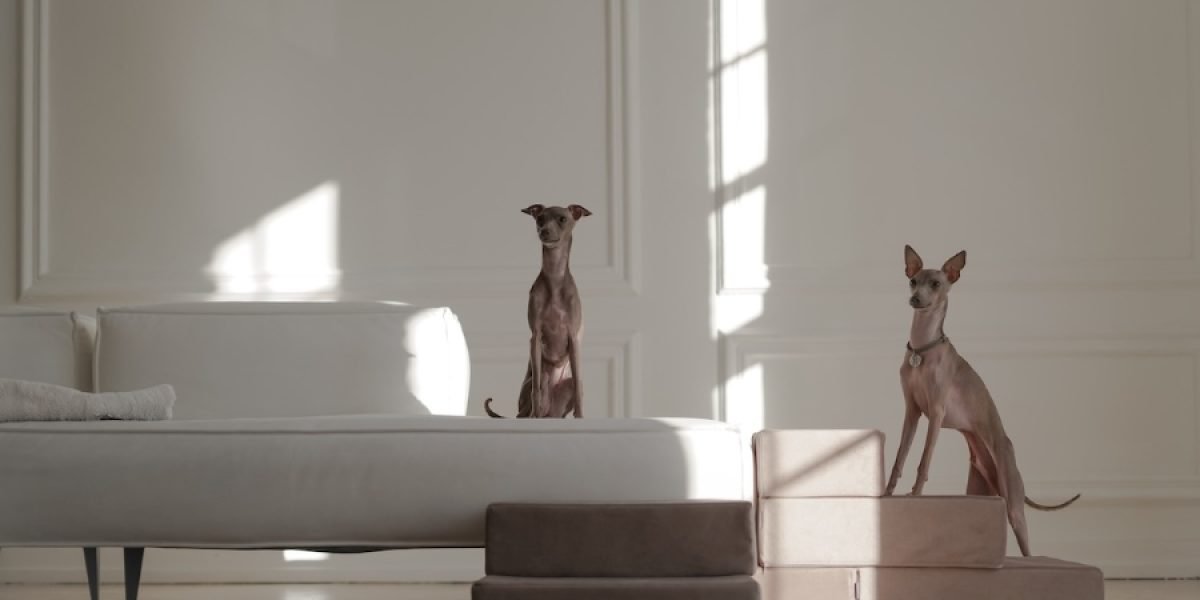 Flair.Pet Launches Marketplace to Elevate Pet Shopping