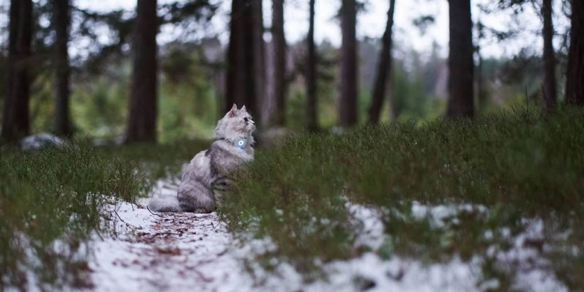 How Lilcat's Compact Design Is Redefining Peace of Mind for Cat Owners